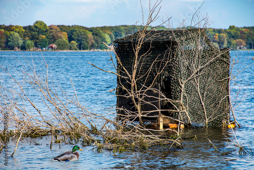 mallard duck and duck blind in blue lake water camouflaged by branches