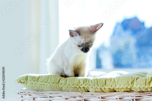 Thai cat pelage breed kitten small cat pet gray white brown beige blue eyes sunlight window sun jokey