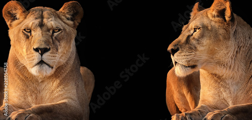 Two lionesses (lion desert)