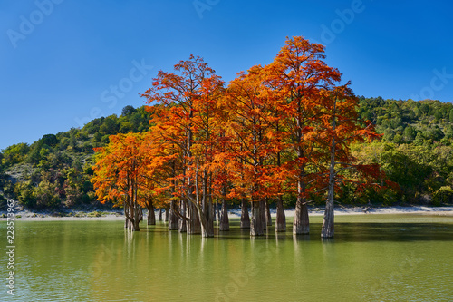 Golden Taxodium distichum stand in a gorgeous lake against the backdrop of the Caucasus mountains in the fall. Autumn. October. Sukko Valley. Anapa. Krasnodar region. Russia.