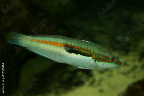 Rainbow wrasse (Coris julis).