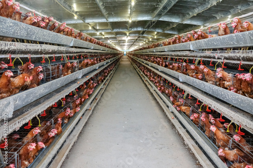 (Blur some of chicken) Multilevel production line conveyor production line of chicken eggs of a poultry farm, Layer Farm housing, Agriculture technological equipment. Limited depth of field.