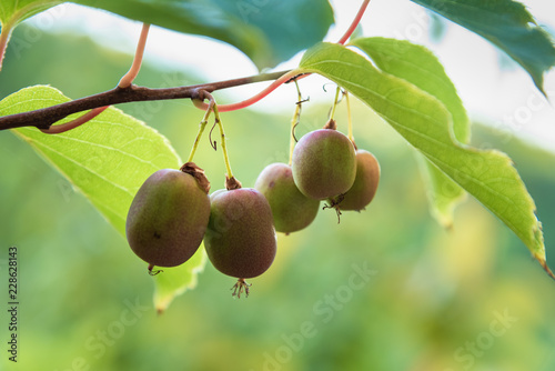 actinidia arguta at its point of maturation