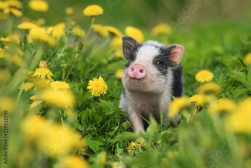 Mini pig walking on the field with dandelions