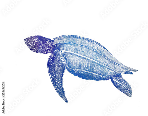 Sea turtle. sketch. rastr. Illustration. Dermochelys coriacea. leatherback sea turtle.