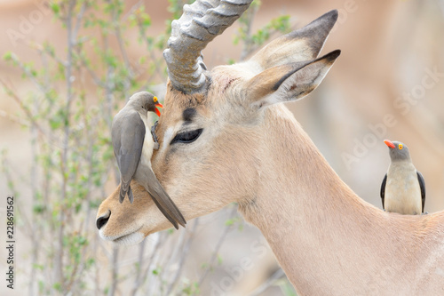 Red-billed oxpecker (Buphagus erythrorhyncus) feeding on impala (Aepyceros melampus), Kruger National Park, South Africa