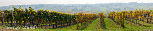 Goldener Herbst im Weingarten