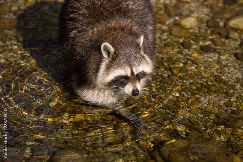 Waschbär im Wildpark Grünau