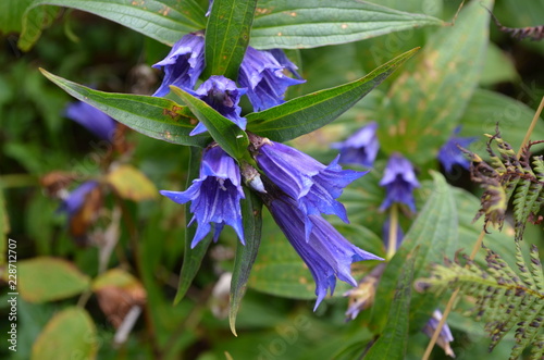 Goryczka trojeściowa, Gentiana asclepiadea, roślina tatrzańska