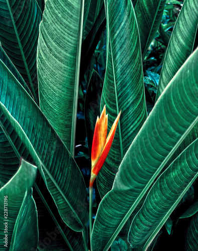 Flower with dark green leaf in tropical jungle nature background