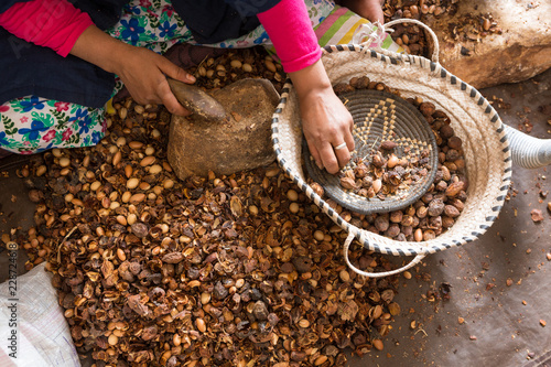 Close-up of hands of Moroccan women breaking Argan nuts (Argania spinosa) in cooperative in Morocco. This Moroccan fruit is widely used in cooking and mainly in the cosmetics industry.