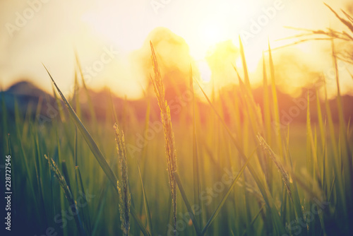 Blurred rice field backgrounds with sunlight