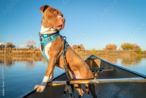 pit bull terrier dog in a canoe