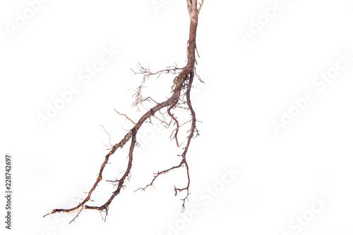 Roots of young plant isolated on white background