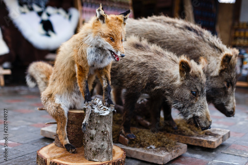 Stuffed fox and wild boars, taxidermy