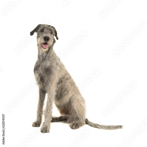 Pretty irish wolfhound sitting on a white background