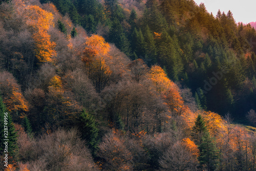 colors of autumn 