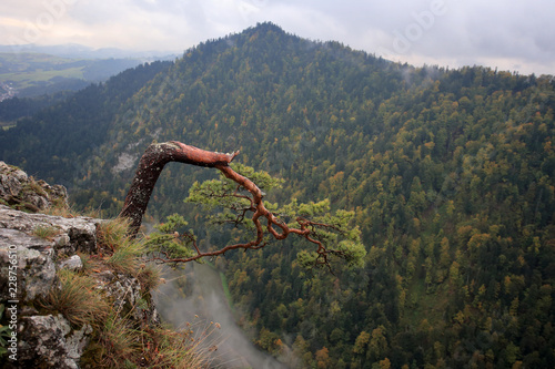 Sosna zwyczajna (Pinus sylvestris) na szczycie Sokolicy w Pieninach