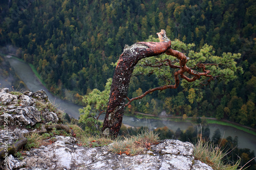 Sosna zwyczajna (Pinus sylvestris) na szczycie Sokolicy w Pieninach