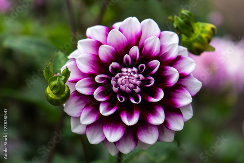 purple and violet dahlia in garden