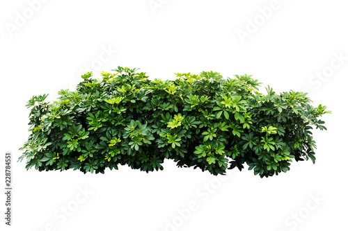 plant isolated on white background with clipping path