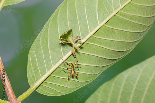Young leaf insect (Phyllium westwoodi)