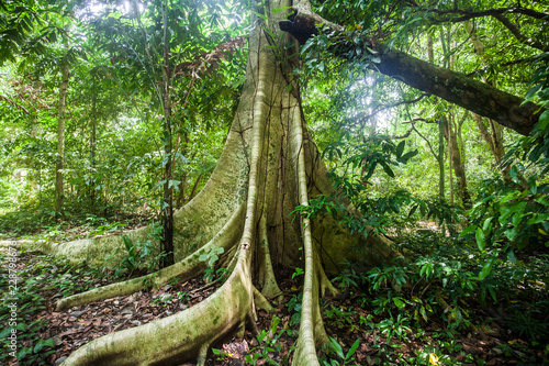 Big tree buttress roots on a Dipterocarp rainforest tree while sunbeams shining through the leaves in Than Bok Khorani National Park in Krabi province, Thailand