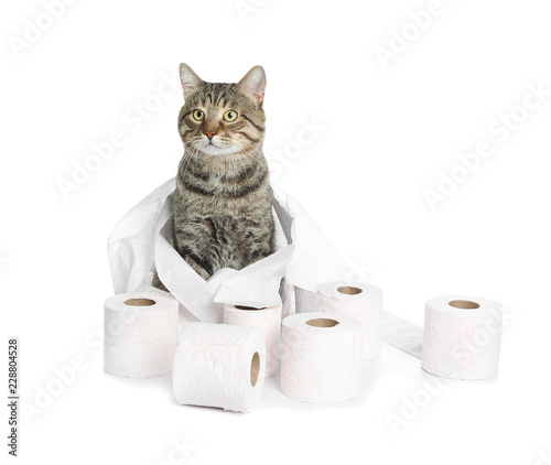 Cute cat playing with rolls of toilet paper on white background