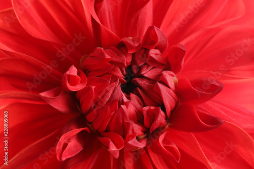 Beautiful red dahlia flower, closeup view. Floral decoration