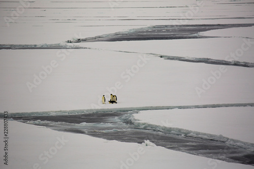 Emperor Penguins in McMurdo Bay