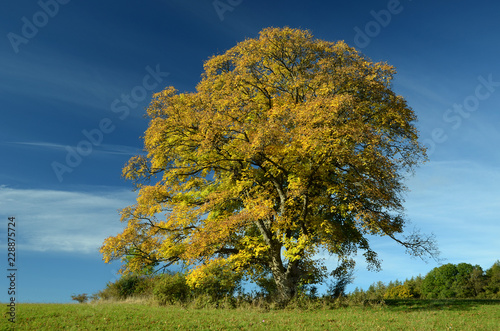 Berg-Ahorn (Acer pseudoplatanus) im Herbst