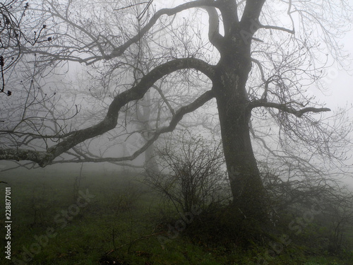 Gemeine Esche (Fraxinus excelsior) im Nebel