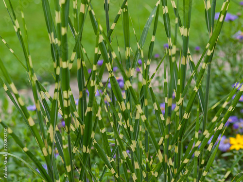 Miscanthus sinensis zebrinus. Eulalie au feuillage panaché ou Roseau de Chine au feuillage vert à bandes horizontales jaune.