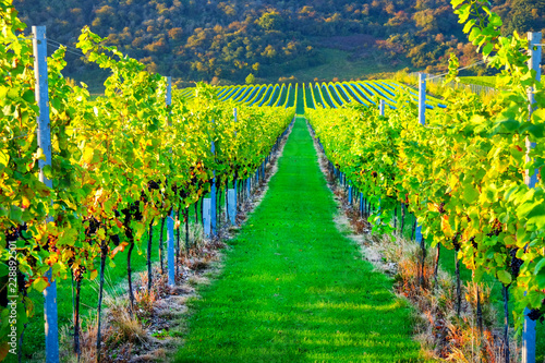 Sussex, england, united kingdom, wine growing region, looking down two long rows of grape vines in a vineyard with lines of ripe red grapes on the vines, green grass is in the middle