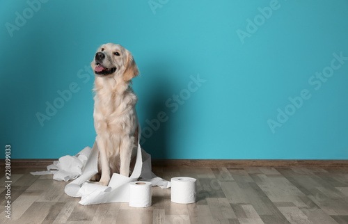 Cute dog playing with rolls of toilet paper on floor against color wall. Space for text