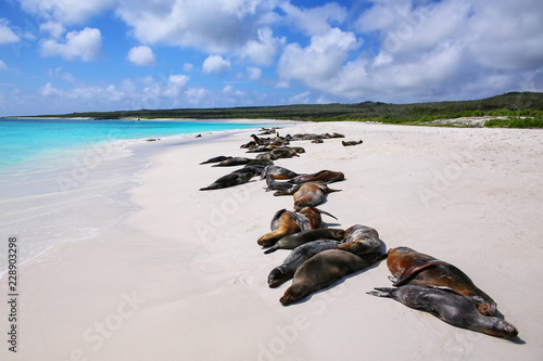 Group of Galapagos sea lions resting on sandy beach in Gardner Bay, Espanola Island, Galapagos National park, Ecuador