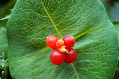 Lonicera caprifolium, the Italian woodbine, perfoliate honeysuckle, goat-leaf honeysuckle. Inedible berries.