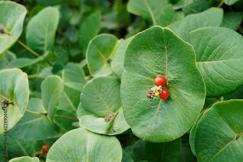 Lonicera caprifolium, the Italian woodbine, perfoliate honeysuckle, goat-leaf honeysuckle. Inedible berries.