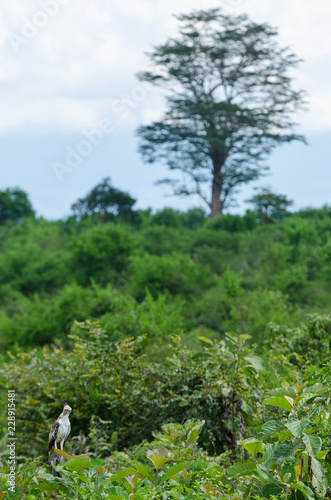 Sri lanca forest