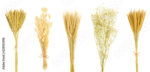 Set of dry flower bouquet isolated on white background. gramineae grass, bunny tail grass, wheat, gypsophila, Can be used to decorate your design.