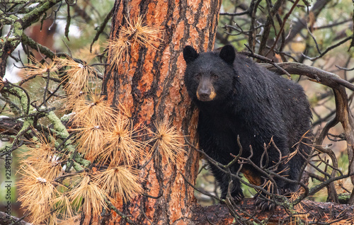 A Large Mother Black Bear Sow In a Tree