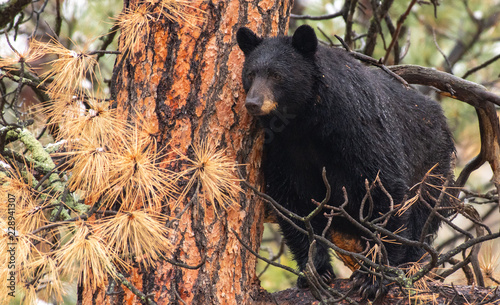 A Mother Black Bear Observing Surroundings From a Tree Branch