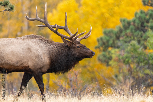 A Large Bull Elk with Beautiful Fall Colors in the Background