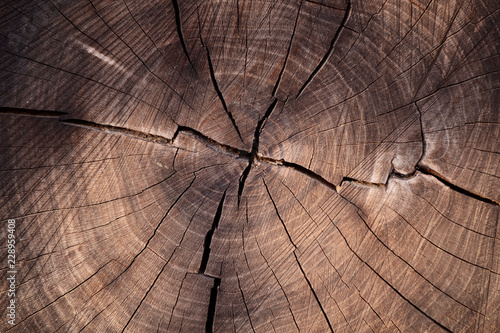 Large circular piece of wood cross section with tree ring texture pattern and cracks. Detailed organic surface from nature.