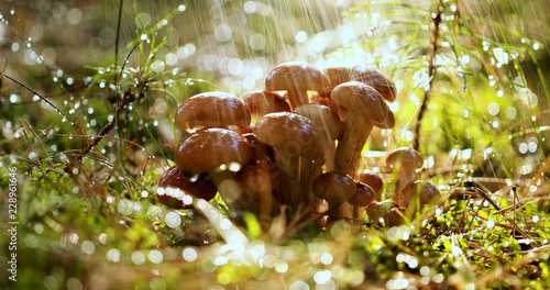 Armillaria Mushrooms of honey agaric In a Sunny forest in the rain.