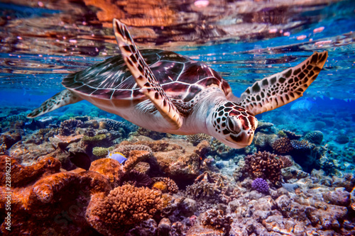 Żółw morski pływa pod wodą na tle raf koralowych