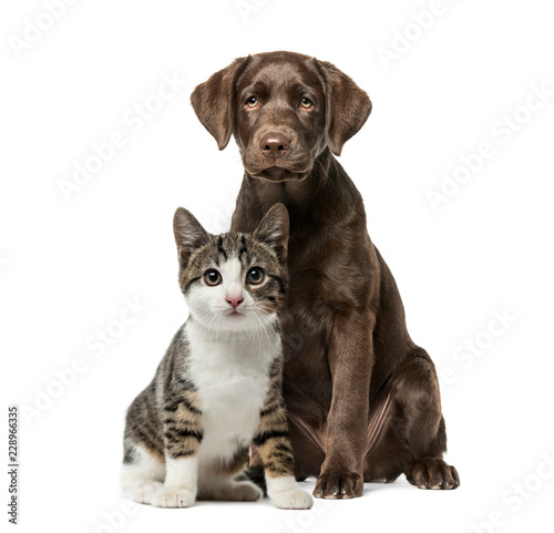 Puppy Labrador Retriever sitting, kitten domestic cat sitting, i