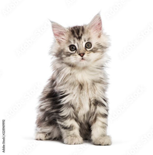 Maine coon kitten, 8 weeks old, in front of white background