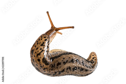 Limax maximus, literally, 'biggest slug', known by the common names great grey slug and leopard slug, in front of white background