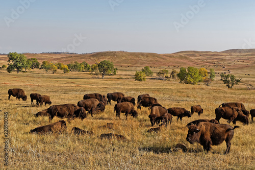 Buffalos herd in a Custer Park landscape, Black Hills, South Dakota